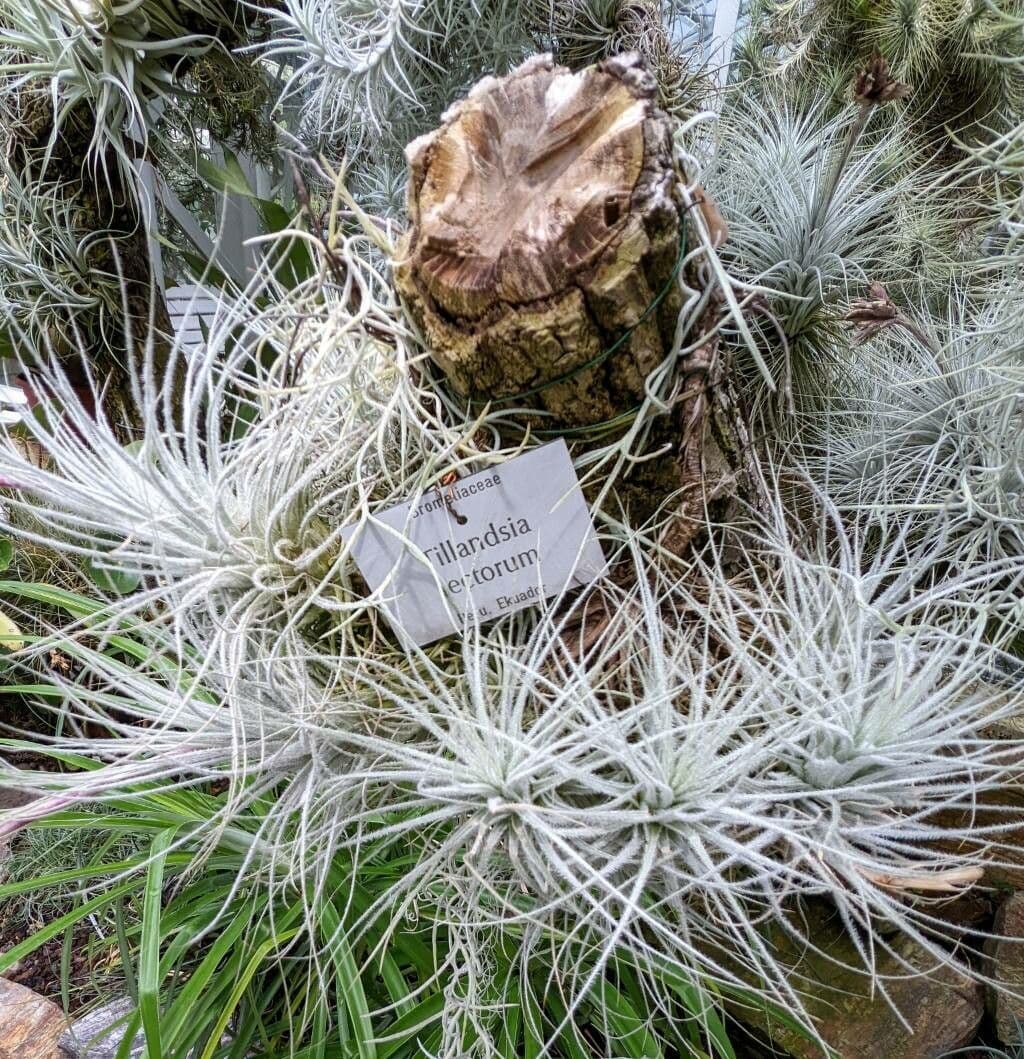 Tillandsia 3
