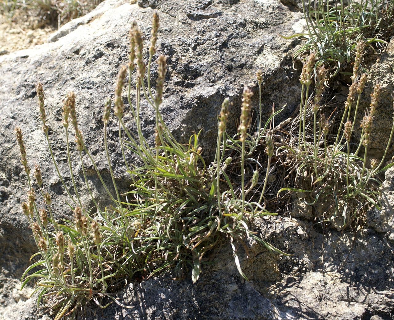 Piantaggine bianca 15