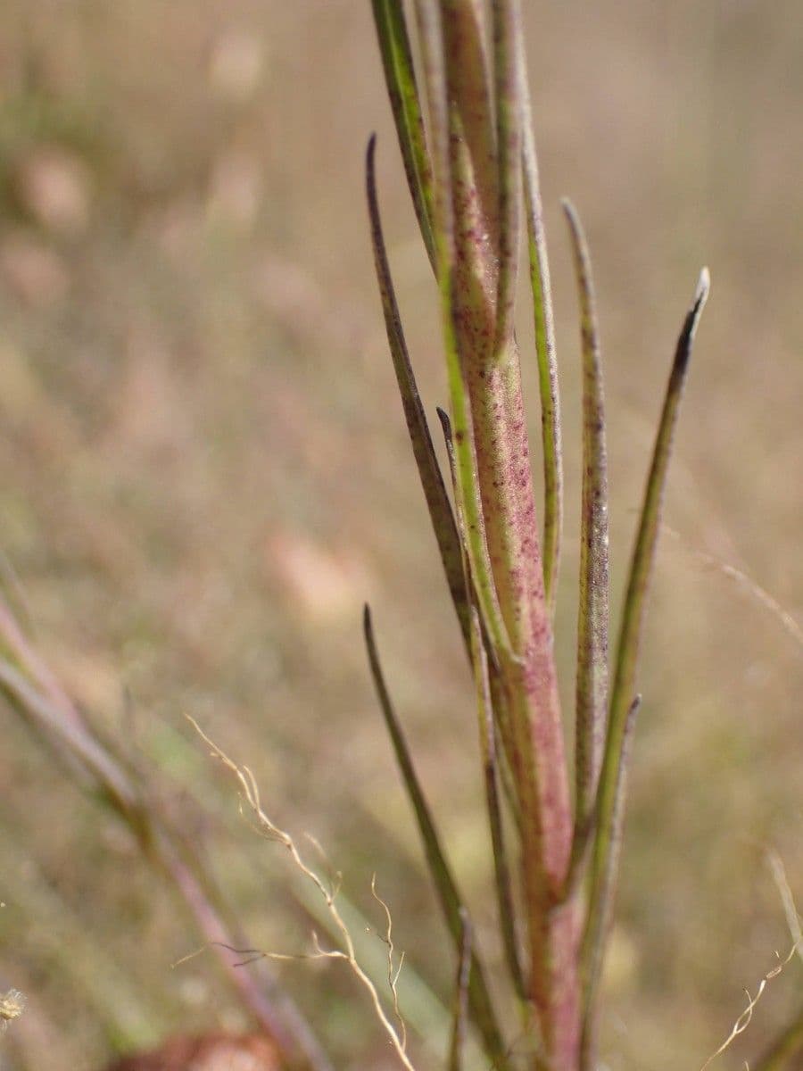 Micrargeria filiforme 9