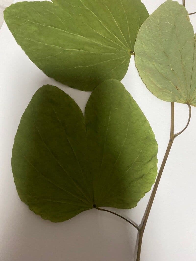 Einblättrige Purpurblume 20