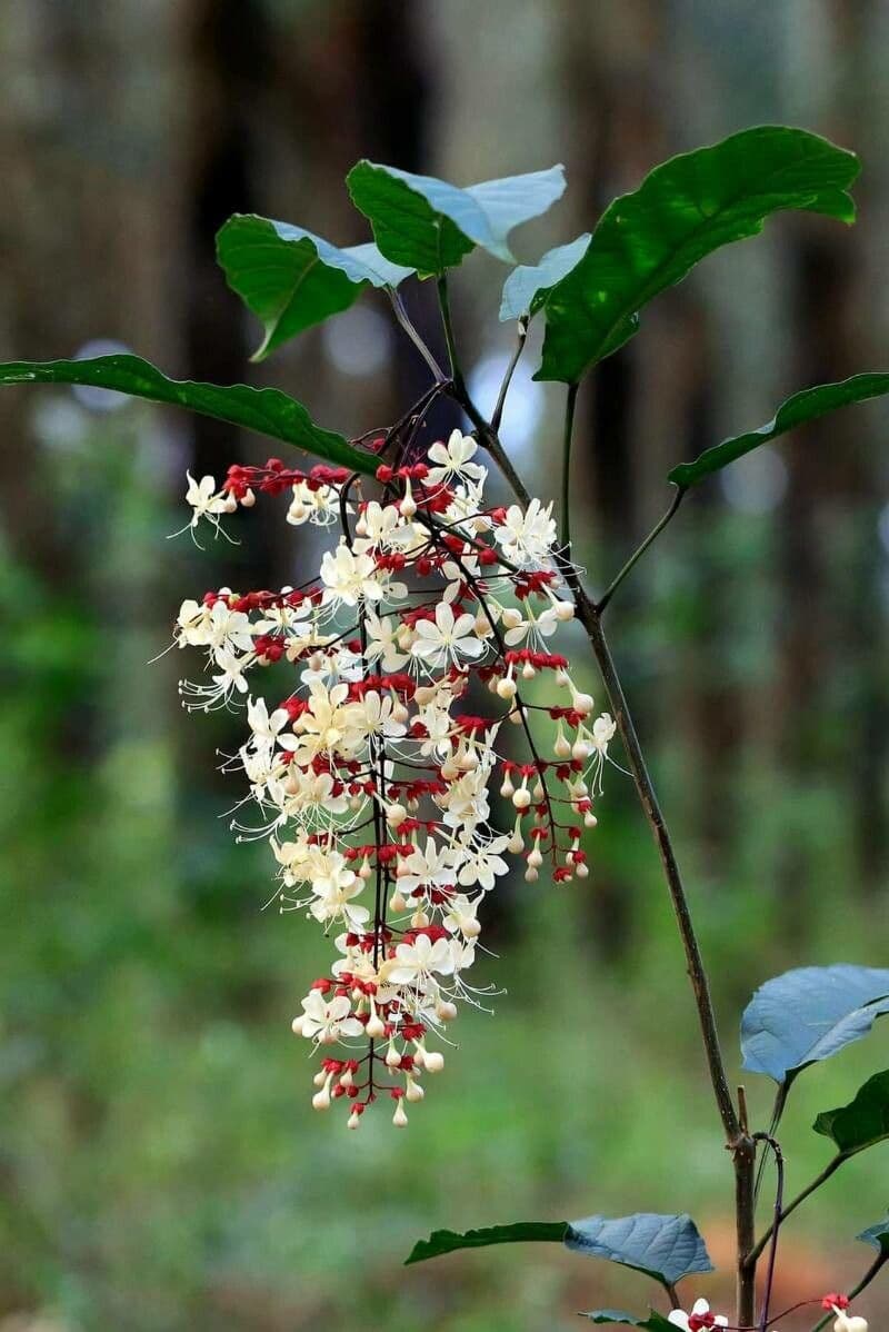 Chlerodendrum 3