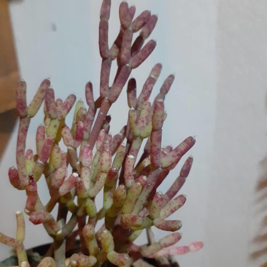 Cactus bottiglia 13