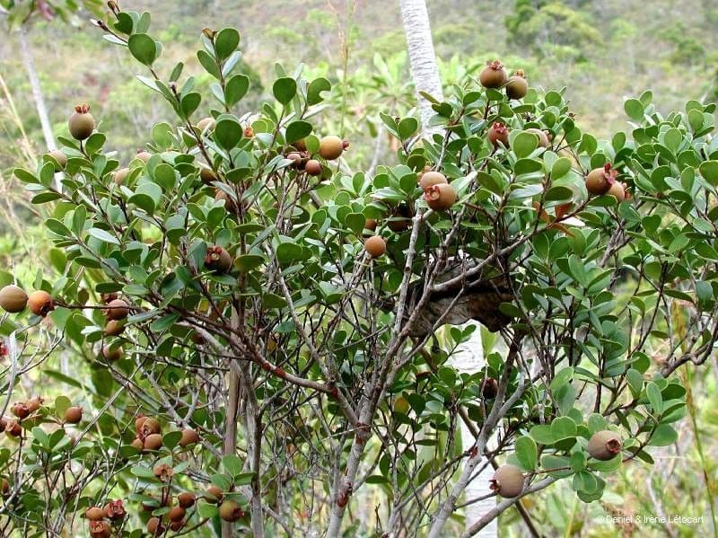 Eugenia 6