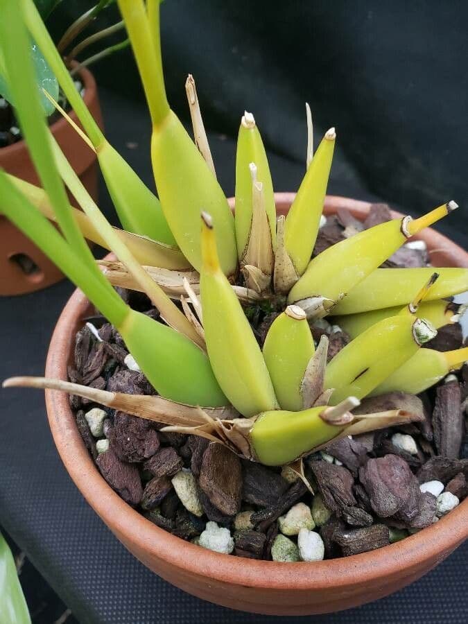 Cuitlauzina 5