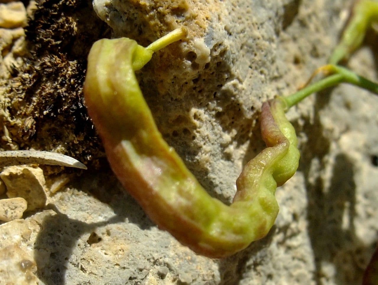 Brassica repanda 5