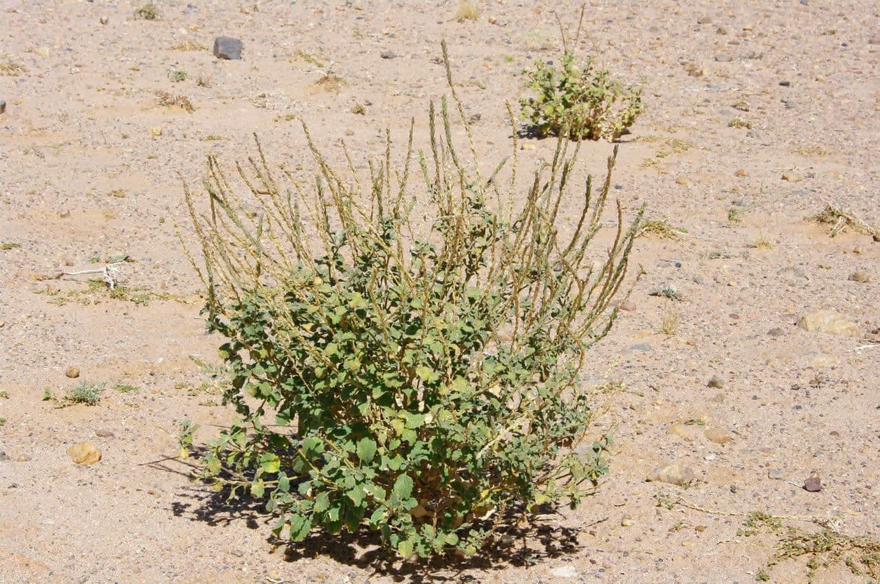 Chasmanthium 9