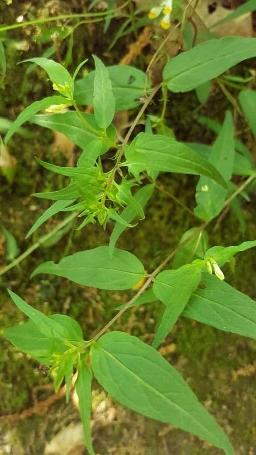 Melampyrum lineare 12