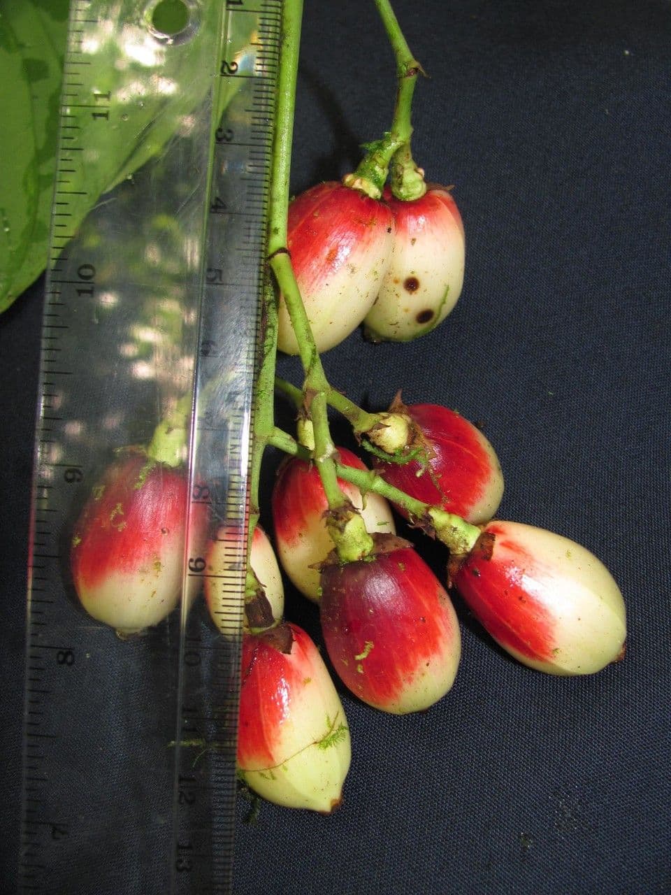 Chrysochlamys 3