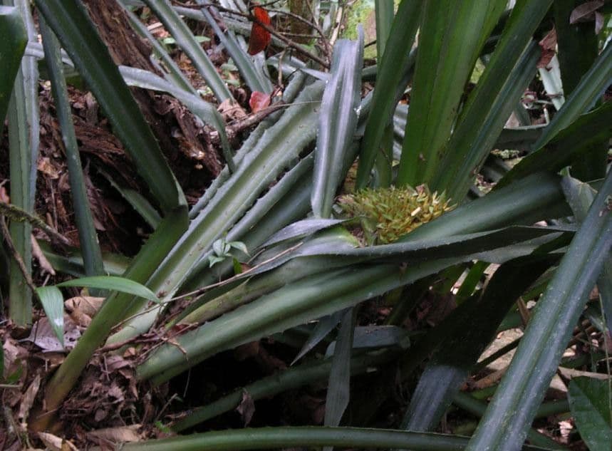 Aechmea 17