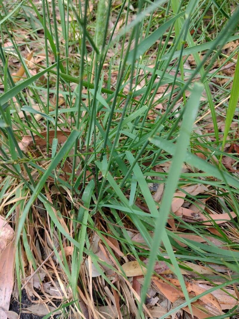 Herbe hérisson cespiteuse 4
