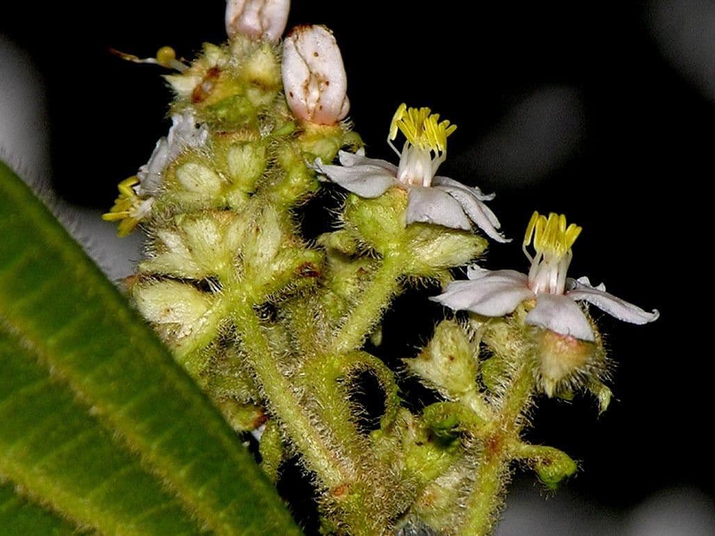 Conostegia 11