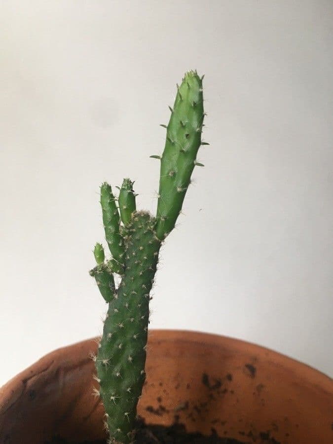 Opuncja Monacantha 24
