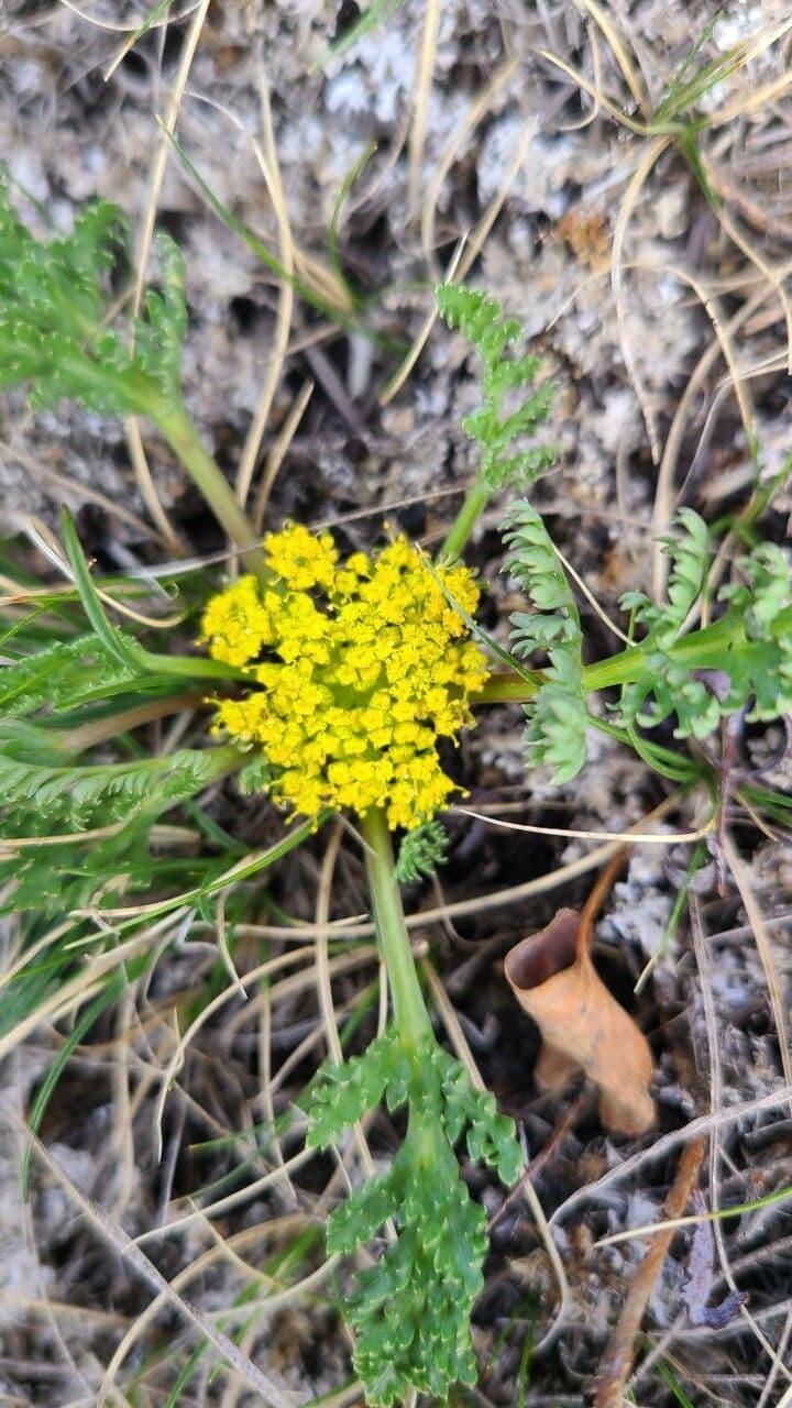 Lomatium 5