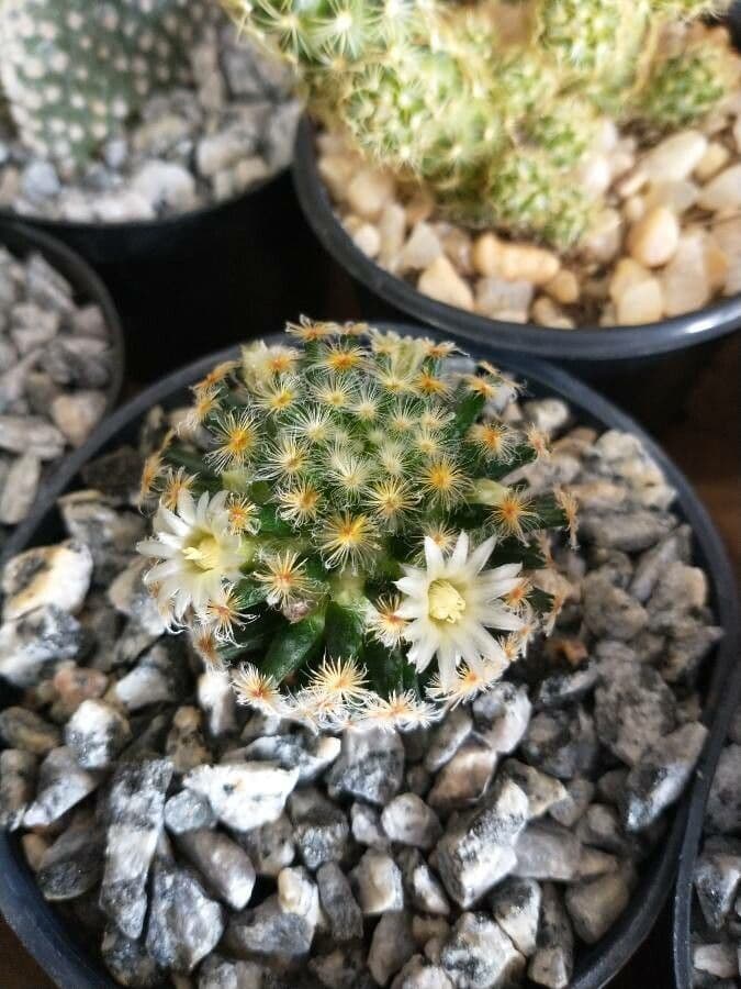 Mammillaria 9