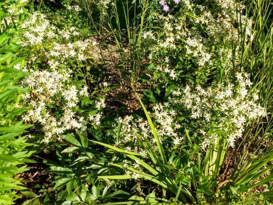 Aster divariqué 14