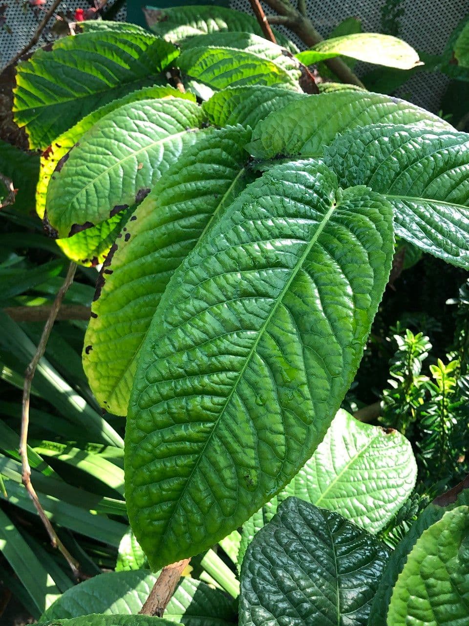 Camelia 12