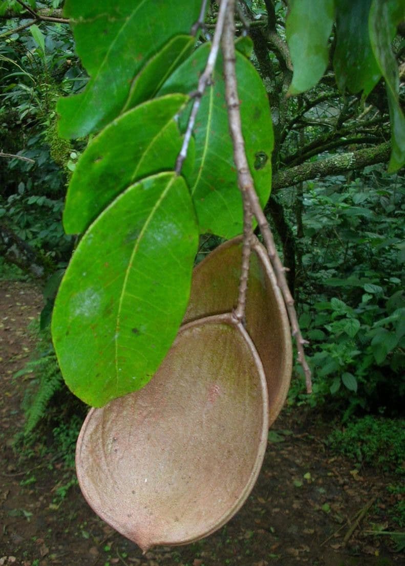 Prioria
