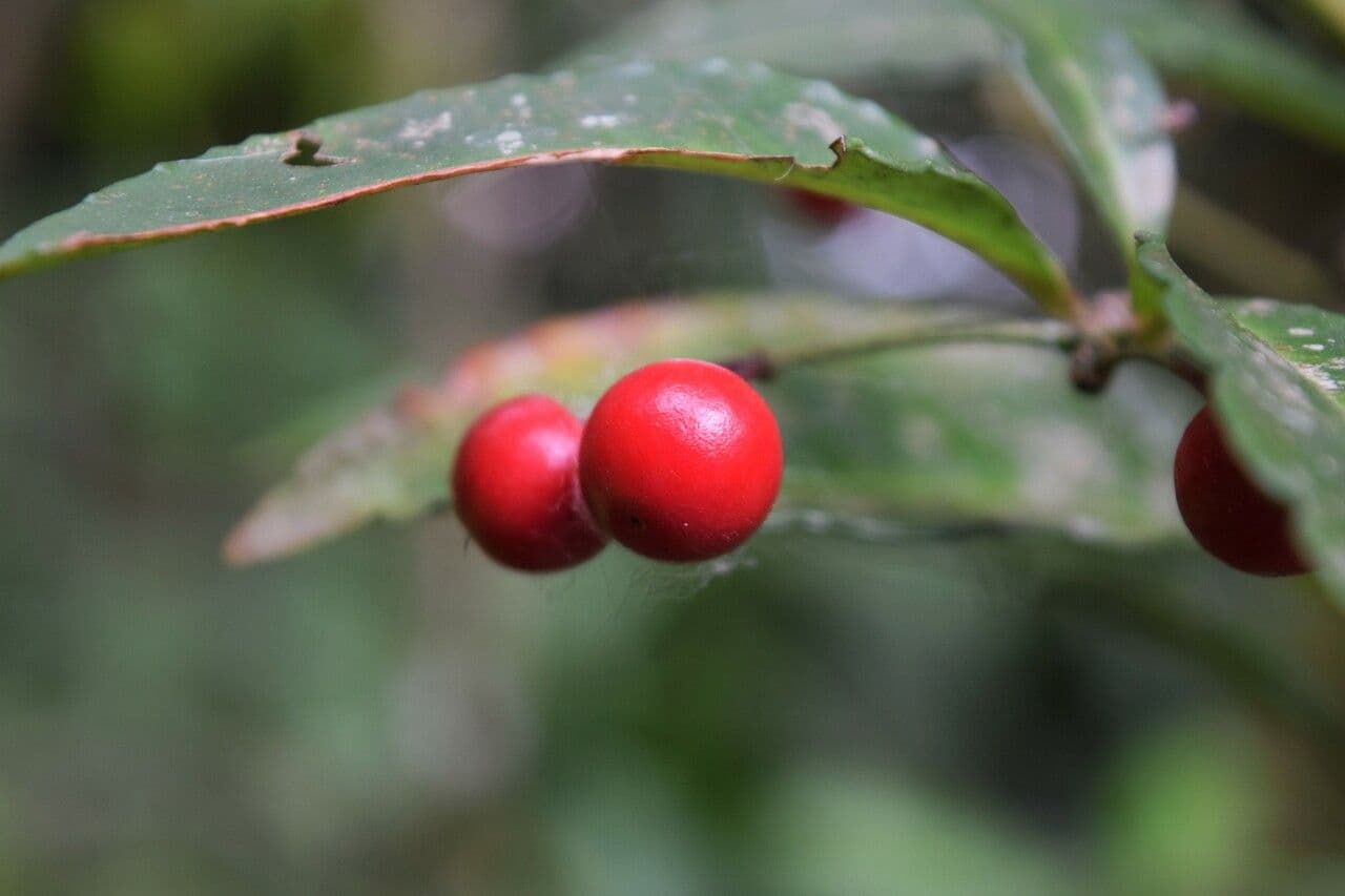 Caféier Robusta 3