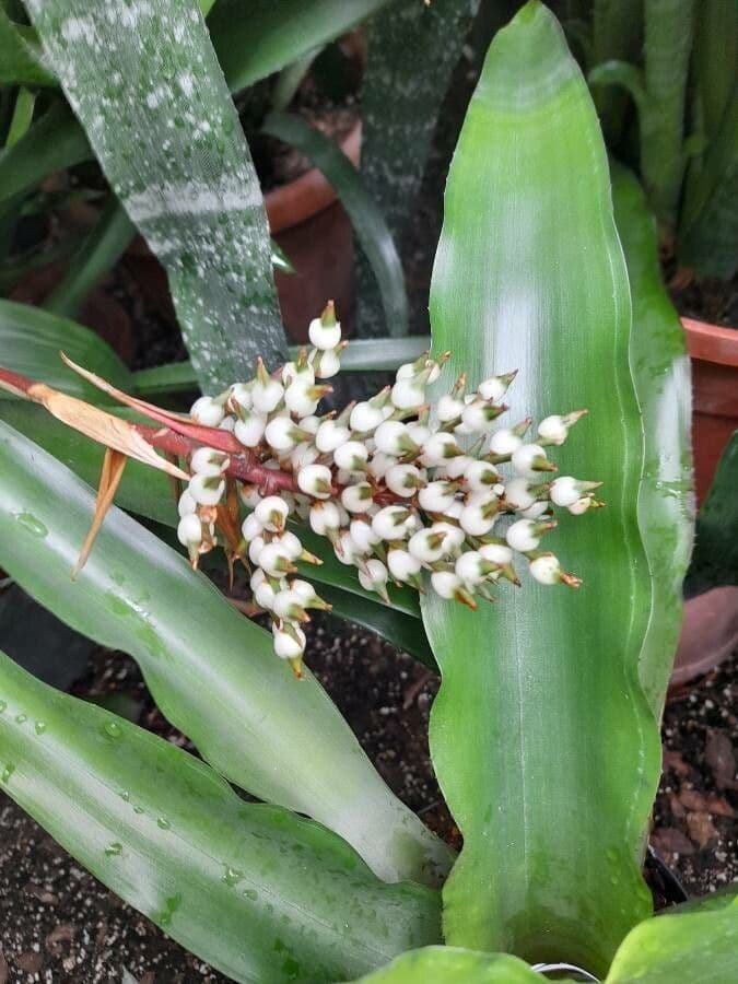 Aechmea 7