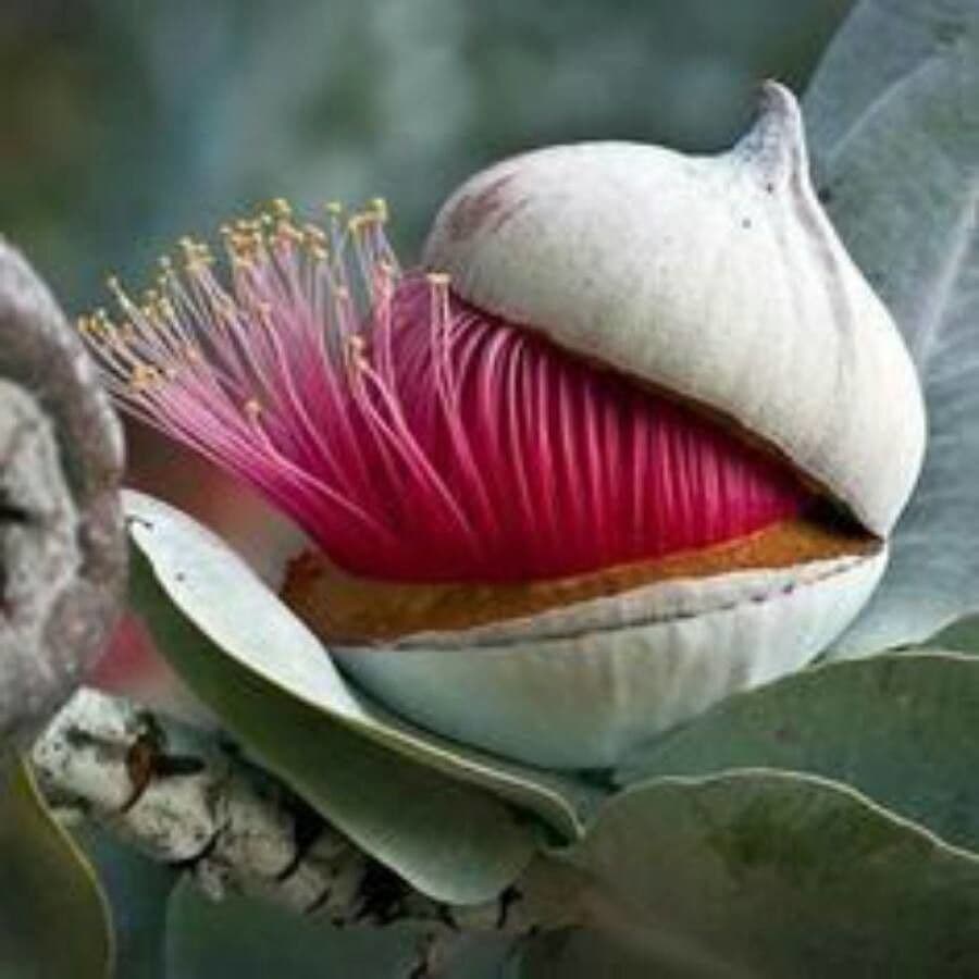 Eukalyptus 5