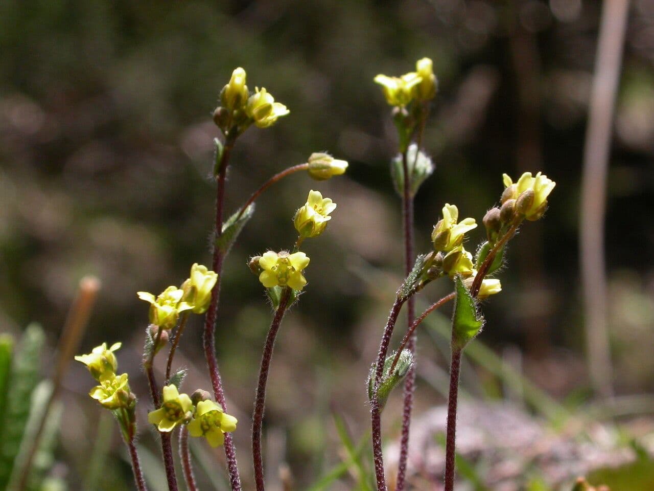 Draba gracile 2