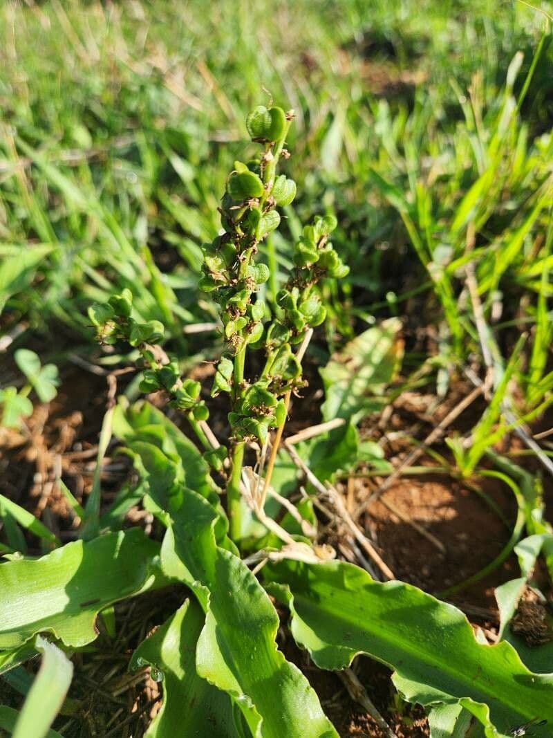 Chlorophytum gallabatense 2