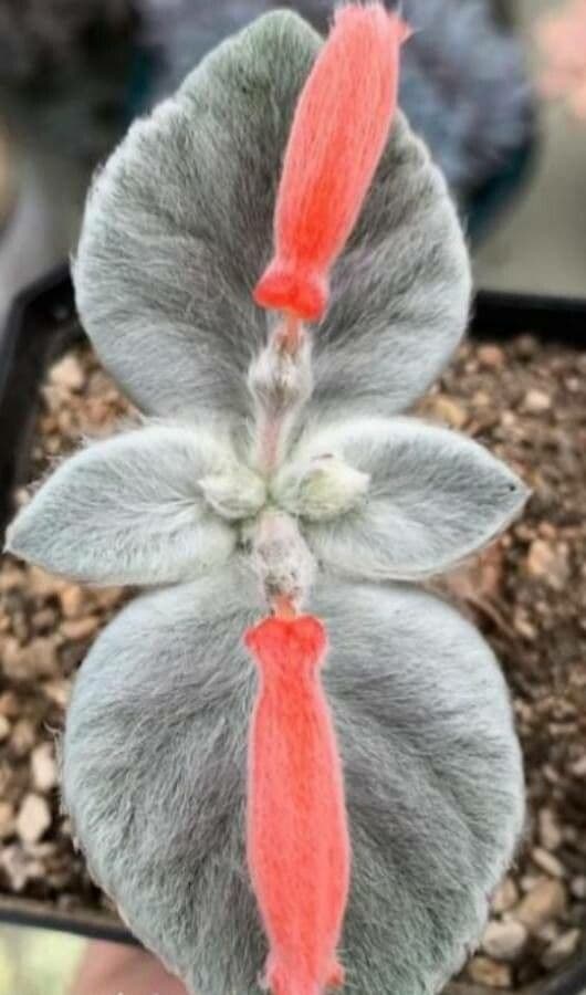 Sinningia leucotricha 10