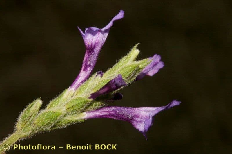 Lavanda 2