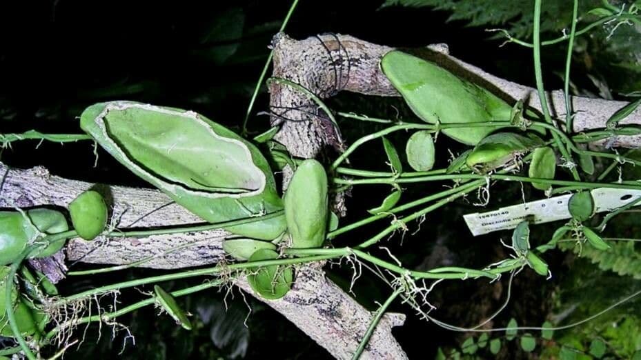 Dischidia 5