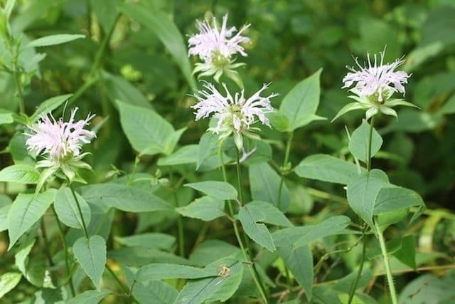 Monarda basilico 6