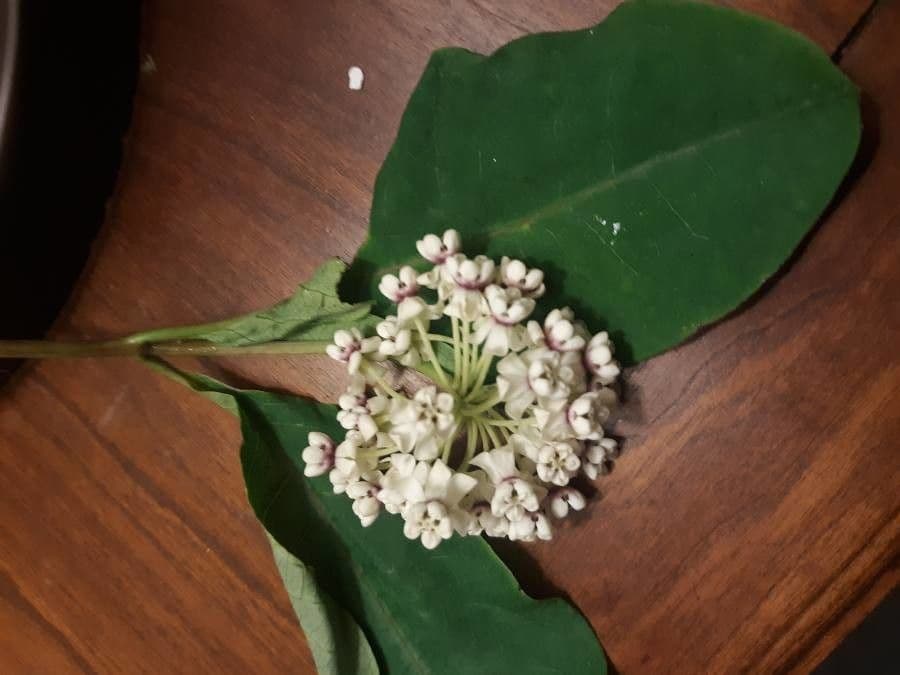 Asclepias variegata 17