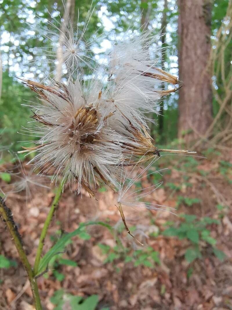 Cardo giallastro 5