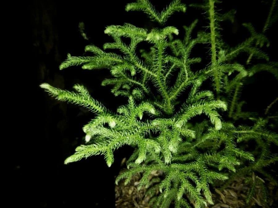 Lycopodiella cernua 9