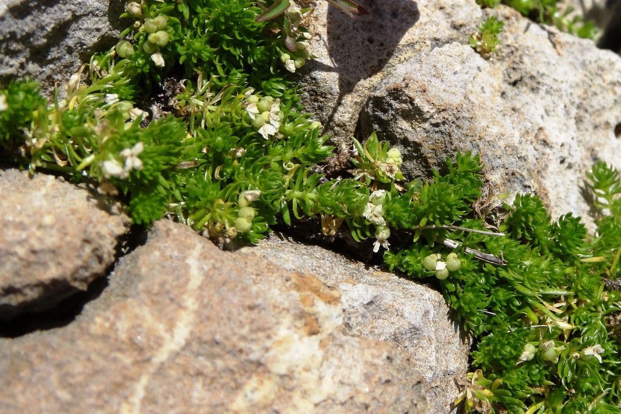 Rubiacea 10