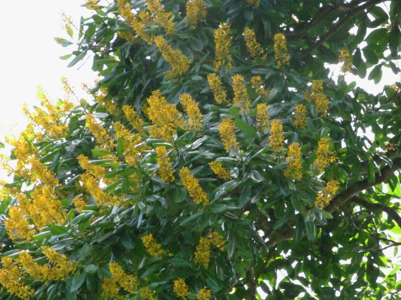 Vochysia guatemalensis 6