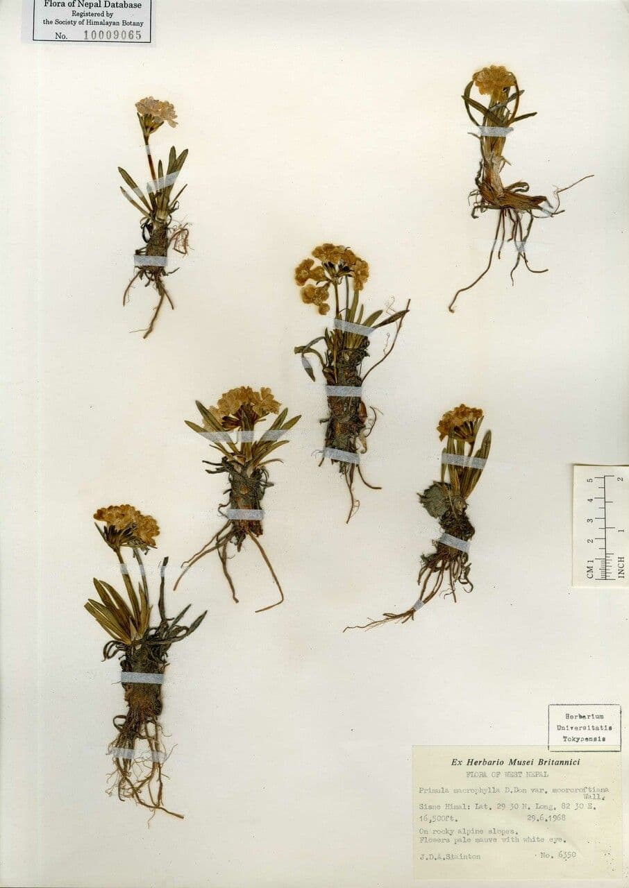 Primula 2