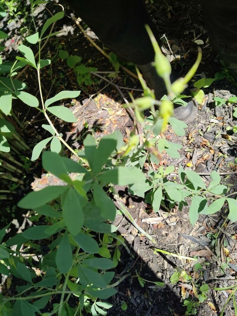 Baptisia tinctoria 14