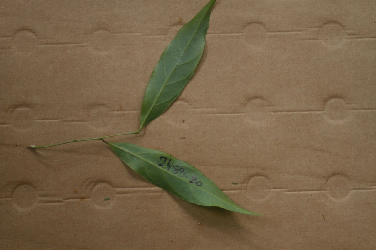 Leonia glycycarpa 5