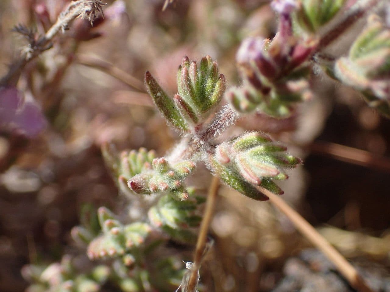 Micromeria 13