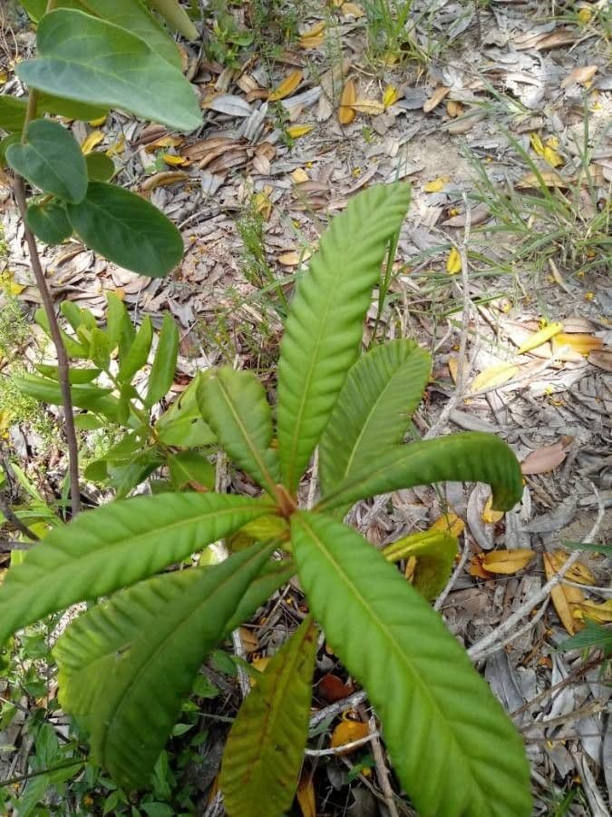 Xanthostemon sulfureo 8