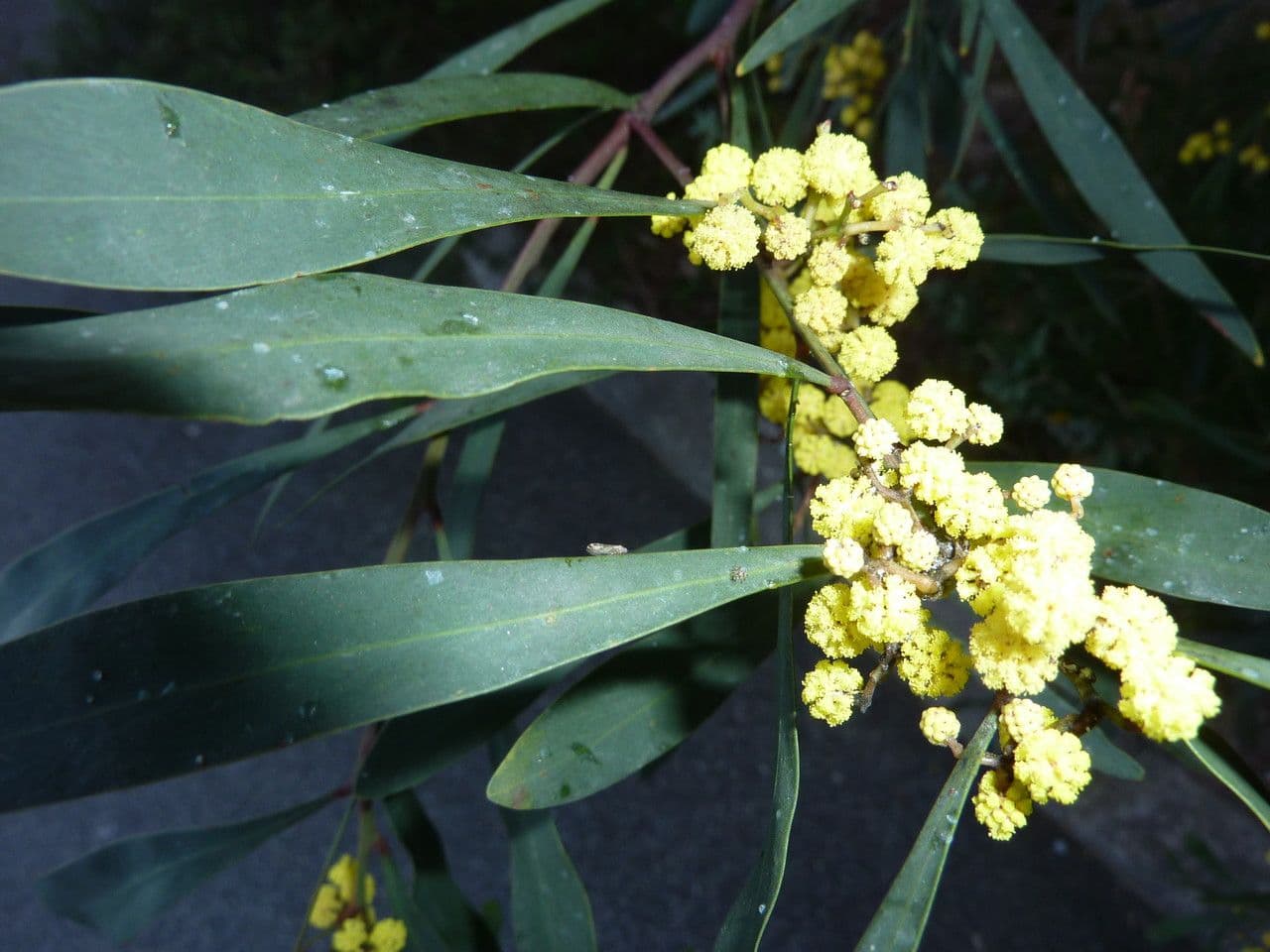 Acacia 2