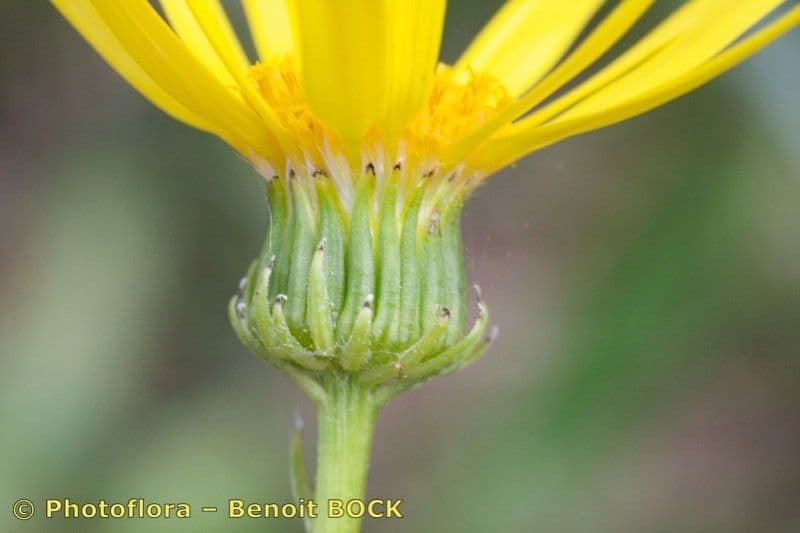 Senecio 4