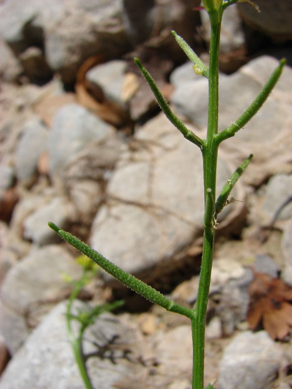 Rauke 12