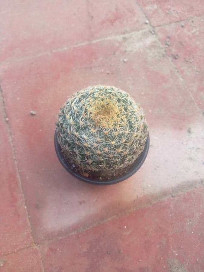 Kakteus lasiacantha 13