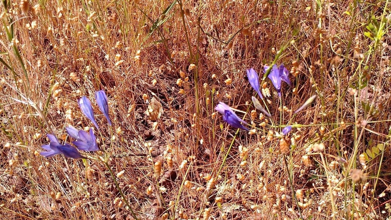 Triteleia laxa 7
