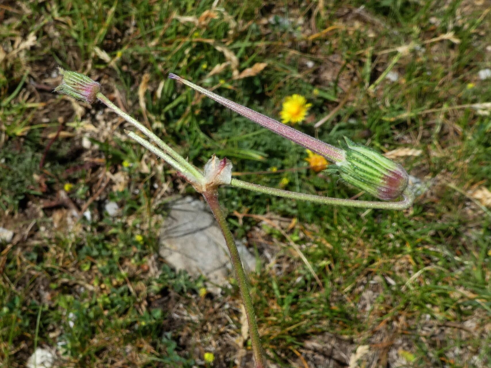 Stinkender Storchschnabel 4