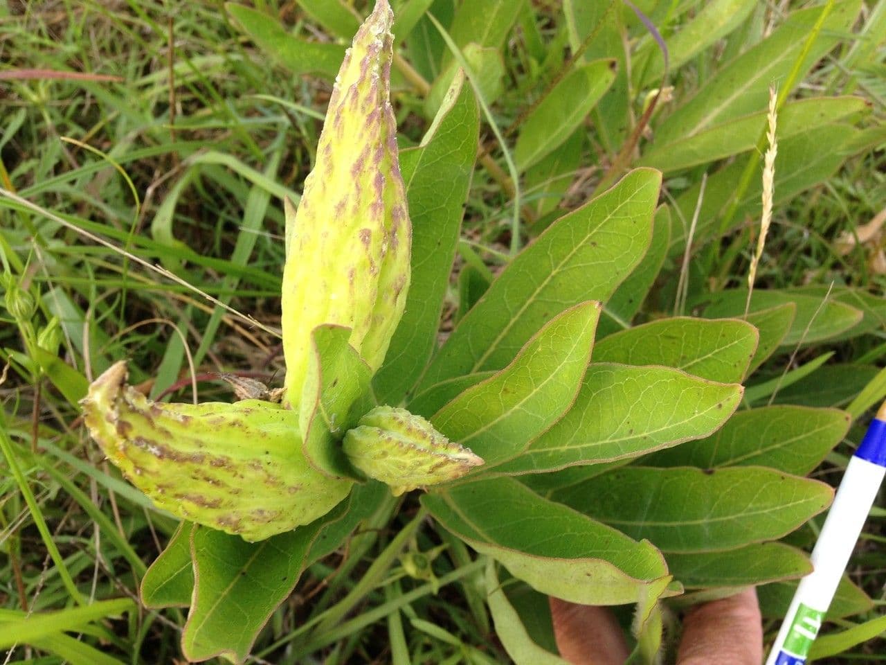 Asclepias viridis 4