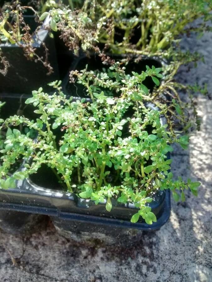Pilea microphylla 10
