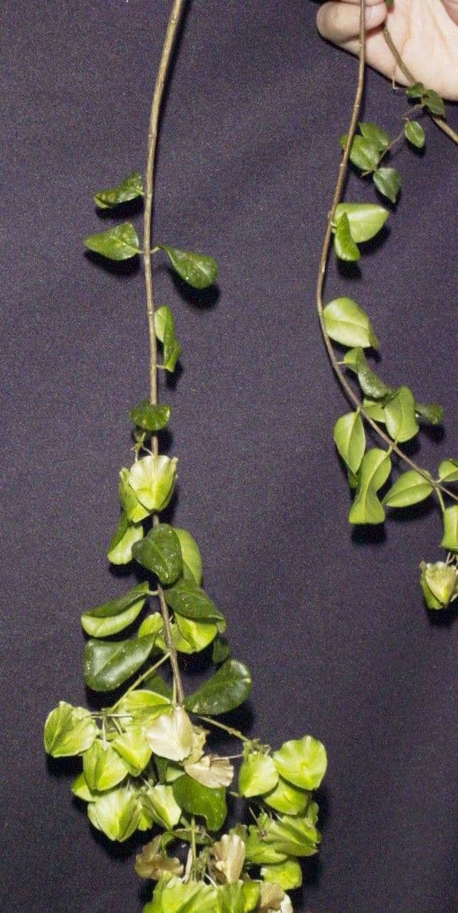 Heidelbeerblättrige Mascagnia 17