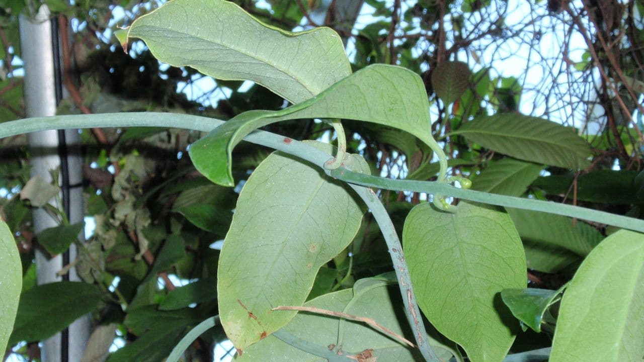 Austrobaileya 13